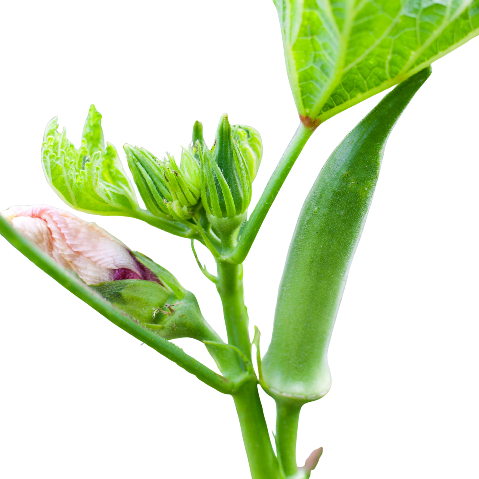 Okra (bhindi) plant — used as a natural clarifier in Gud4U Organicks jaggery